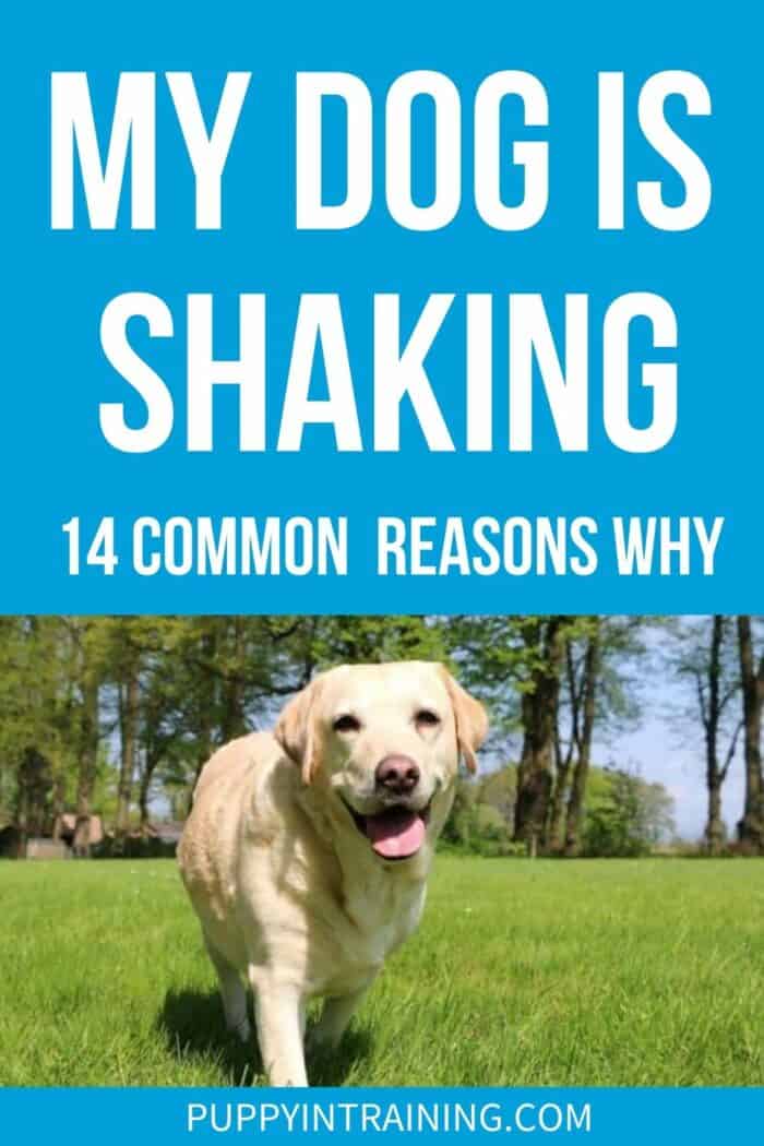 My Dog Is Shaking - 14 Common Reasons Why - Yellow Lab walking in the grass.