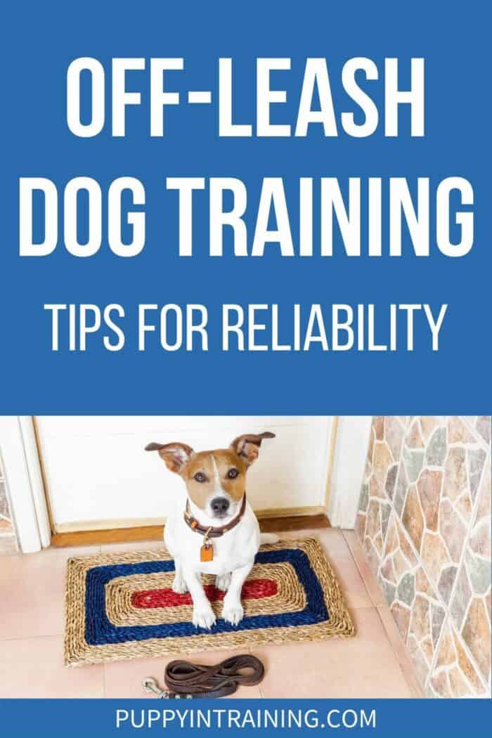 Off Leash Dog Training: Tips For Reliability - dog with leash in front of him. 