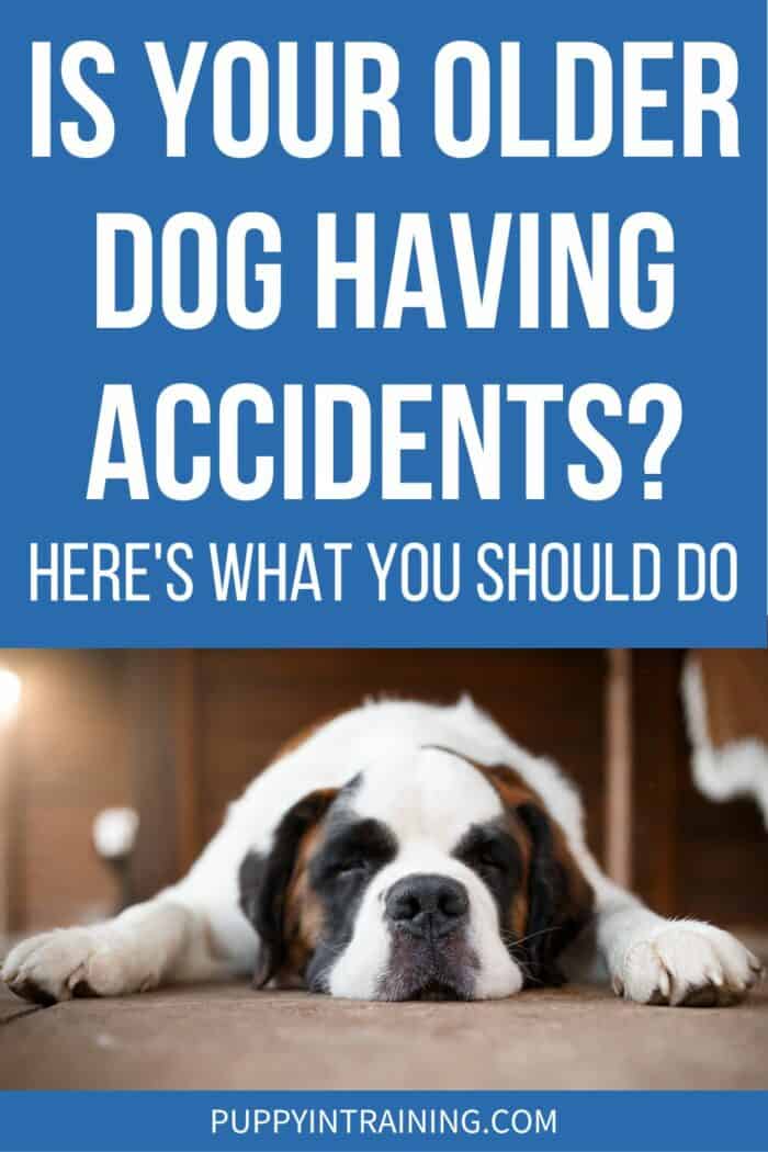 Is Your Older Dog Having Accidents? - Here's What You Should Do - St Bernard sleeping on the floor