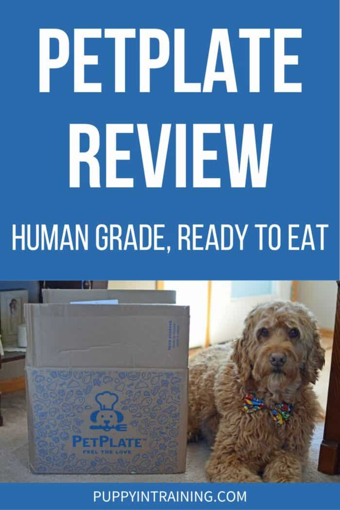 PetPlate Review - Human Grade, Ready To Eat - Goldendoodle lying next to PetPlate box.