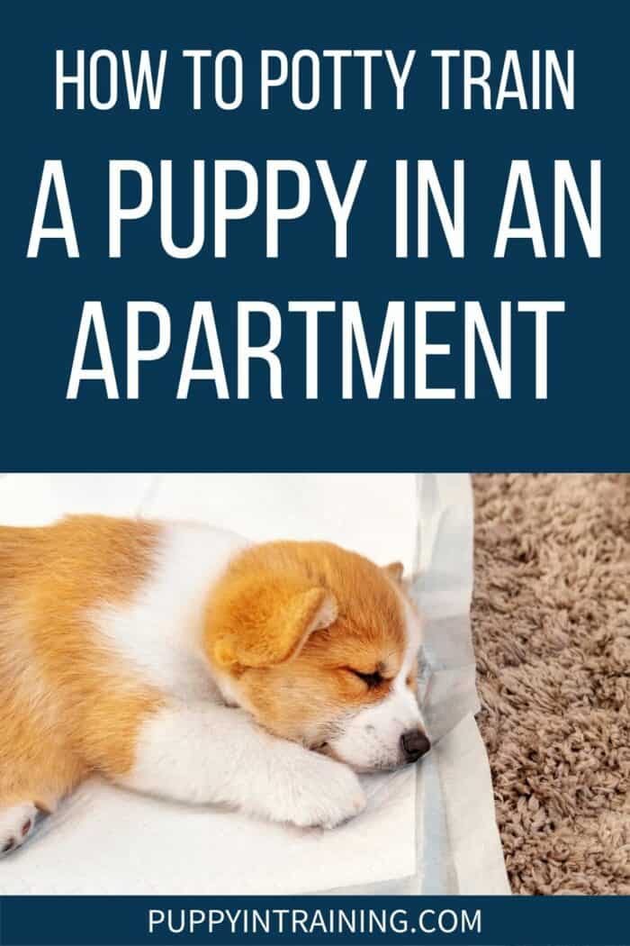 How To Potty Train A Puppy In An Apartment - Corgi puppy sleeping on a pee pad