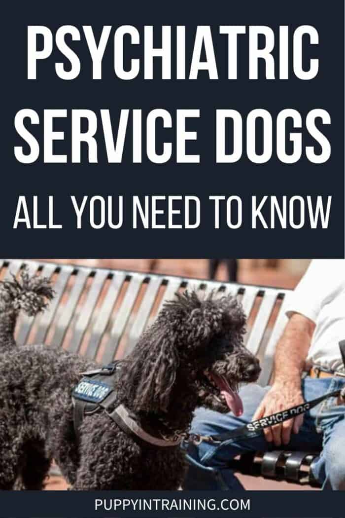 Psychiatric Service Dogs: All You Need To Know - Poodle service dog working