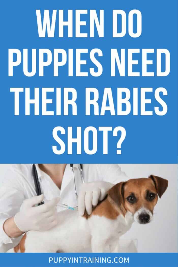 When Do Puppies Get Rabies Shot - puppy getting his vaccination shot