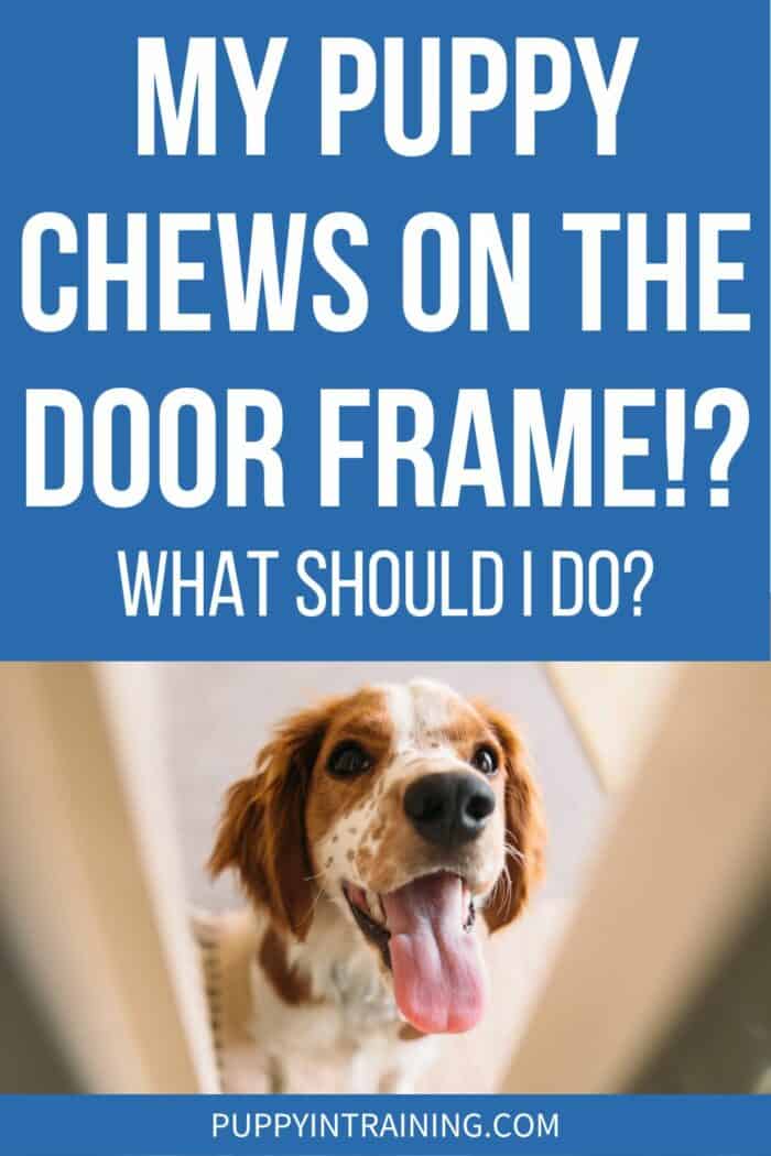 My Puppy Chews On The Door Frame!? What Should I Do? - Dog looking through crack in doorway