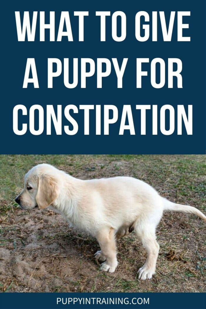 What To Give A Puppy For Constipation - Golden Retriever puppy squatting to go poop