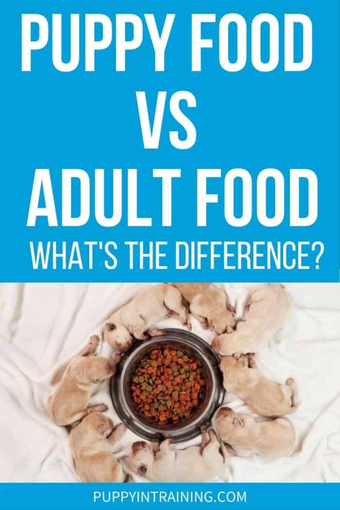 Puppy Food vs Adult Food: What's The Difference? - yellow puppies around a bowl of kibble