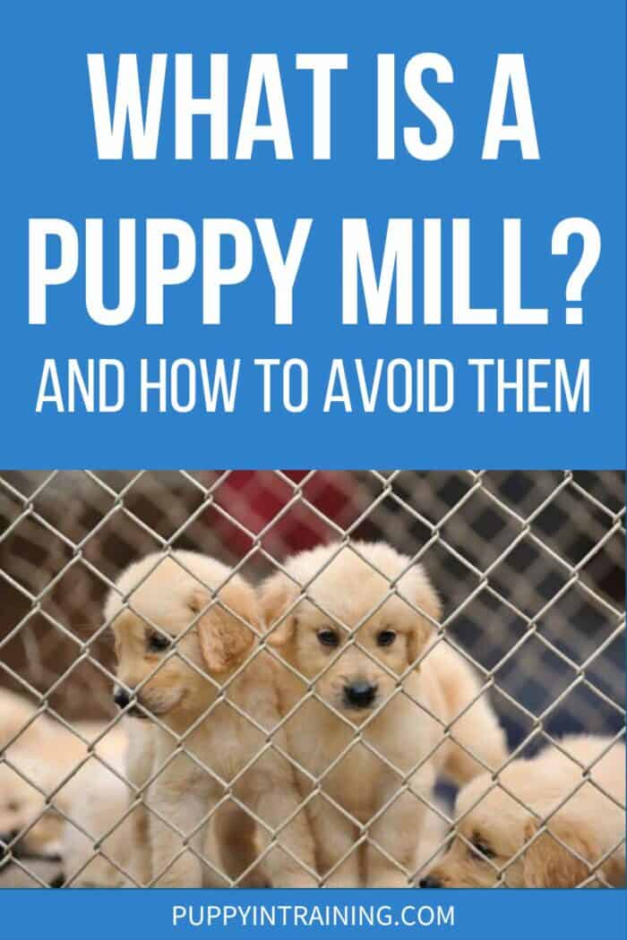 What Is A Puppy Mill? And How To Avoid Them -Golden Retriever puppies behind a fence.