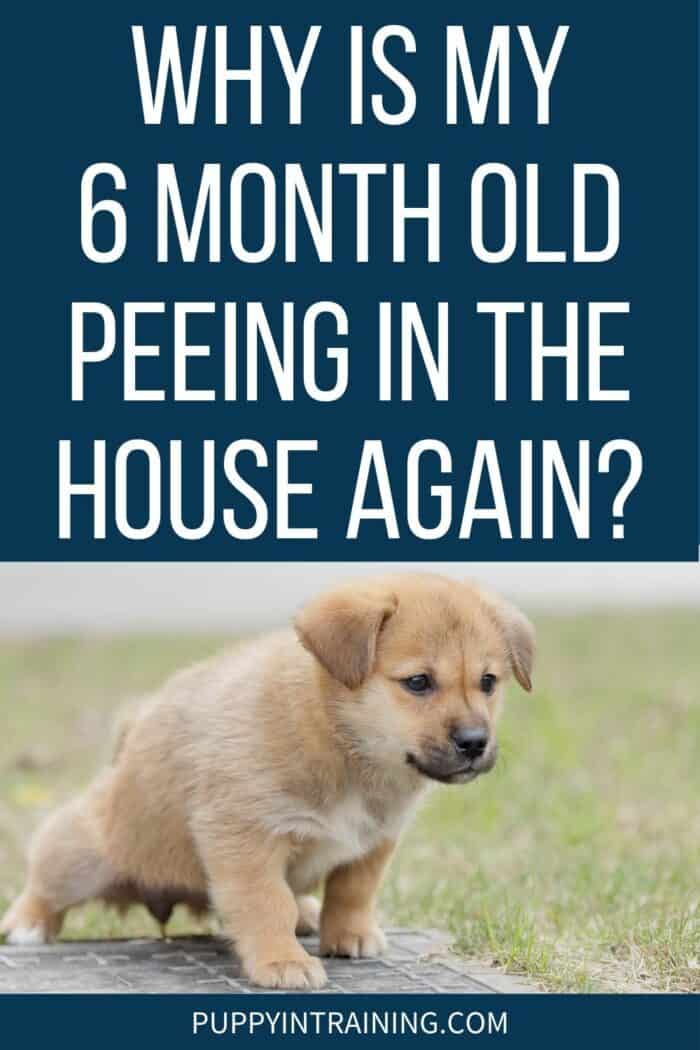 Light brown puppy peeing on the ground surrounded by grass.