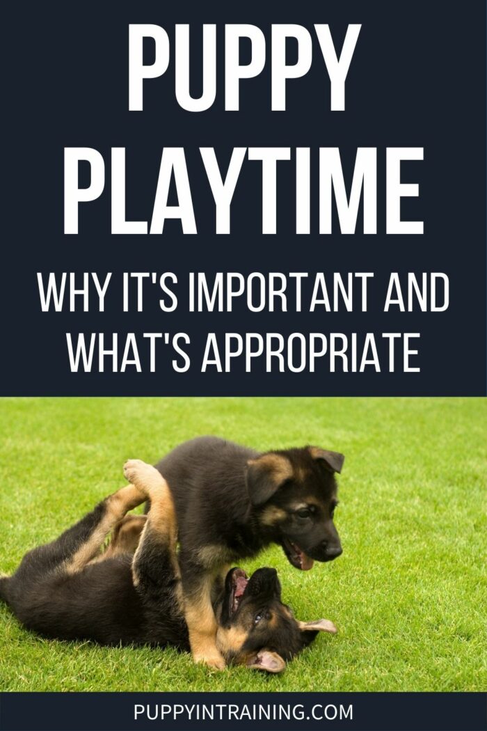 Puppy Playtime - Why It's Important And What's Appropriate - German Shepherd Pups playing