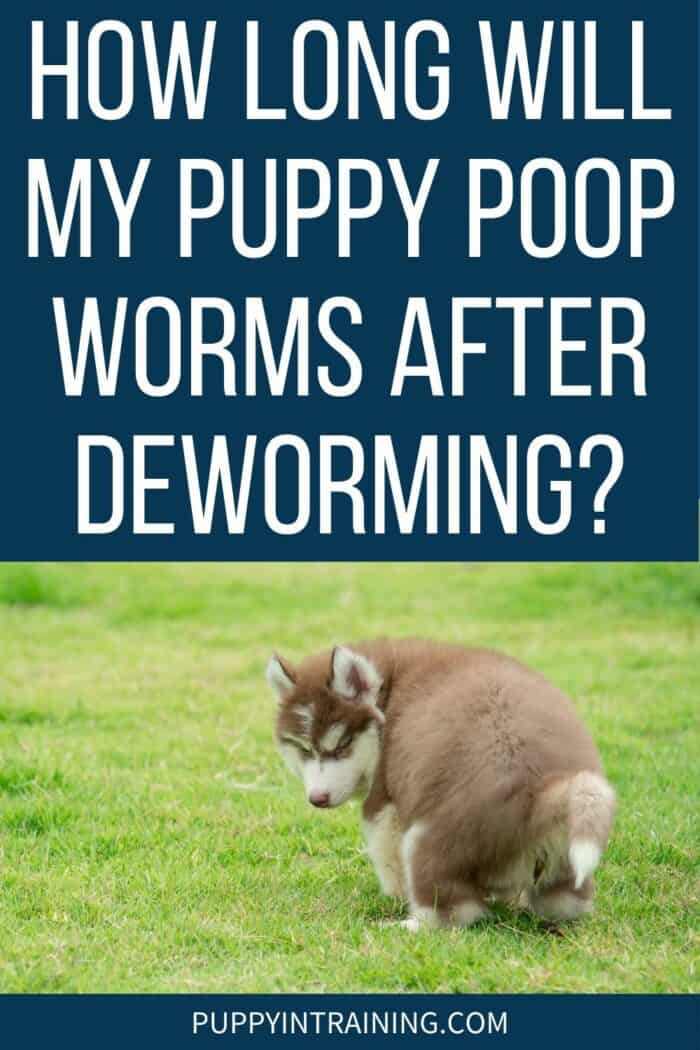 How Long Will My Puppy Poop Worms After Deworming? - Puppy pooping in the grass