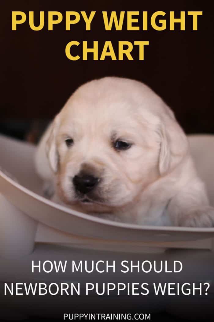 Puppy Weight Calculator - How Big Will My Dog Get? - Pet News Daily