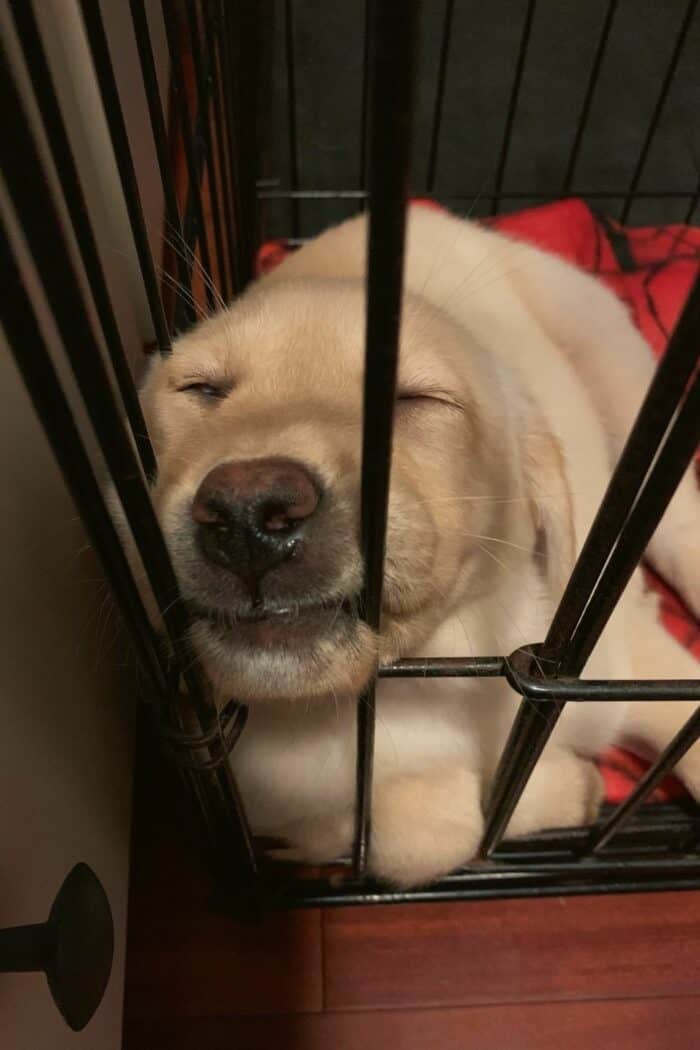 Yellow Golden-Lab puppy sleeping in her crate