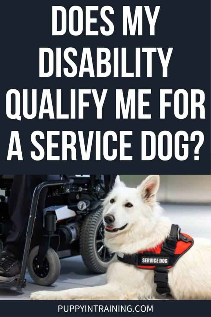 Does My Disability Qualify Me For A Service Dog? - White service dog down-stay near wheelchair