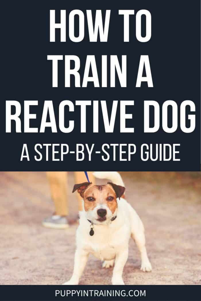 How To Train A Reactive Dog - A Step-By-Step Guide - small white dog pulling on leash