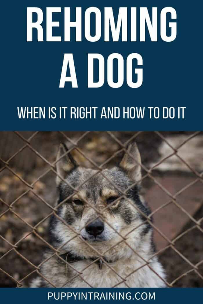 Rehoming A Dog: When Is It Right And How To Do It - Dog standing behind a fence