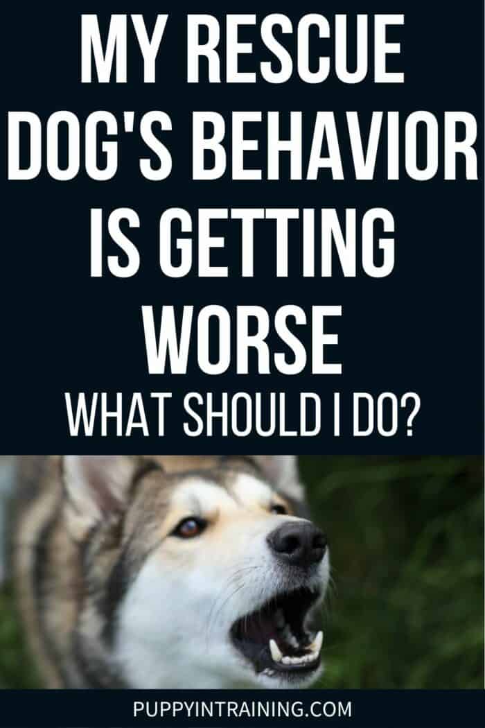 My Rescue Dogs' Behavior Is Getting Worse - What Should I Do? - husky barking