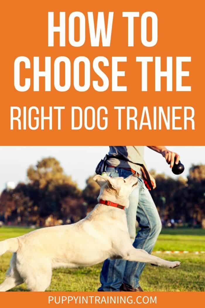 How To Choose The Right Dog Trainer - Yellow Lab with his dog trainer and KONG