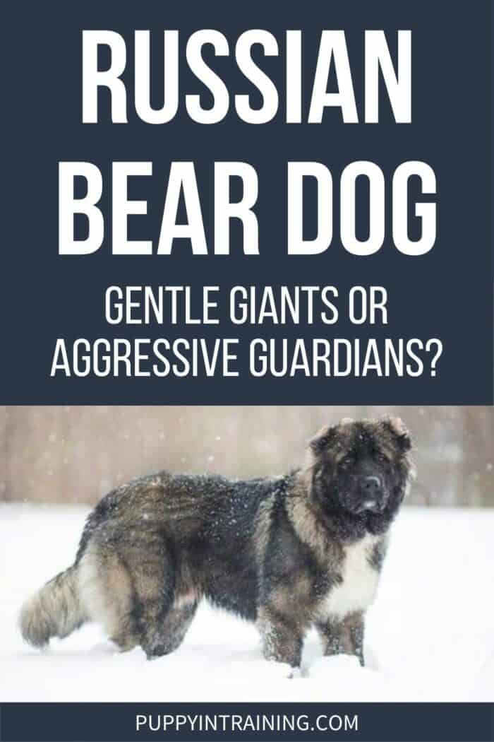 Russian Bear Dog – Gentle Giants Or Aggressive Guardians? - Large dog standing in the snow.