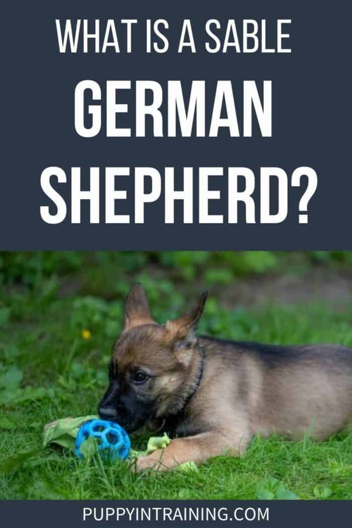 What Is A Sable German Shepherd? - Shepherd puppy playing with blue toy in the grass.