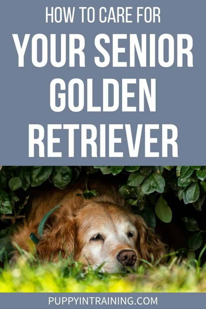 Så tar du hand om din senior golden retriever