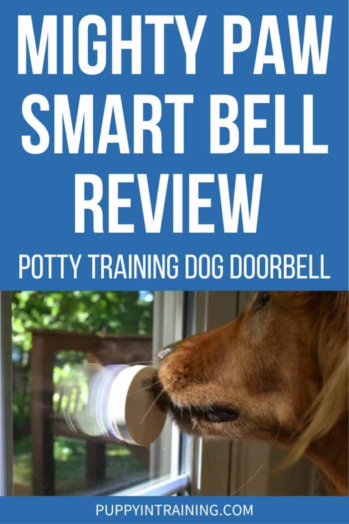 Mighty Paw Smart Bell Review - Potty Training Dog Doorbell - Golden Retriever licking the Smart Bell