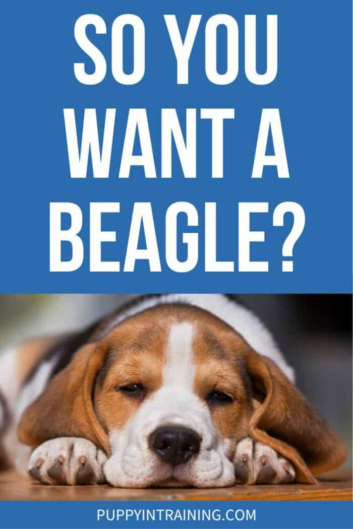 So You Want A Beagle? - Beagle puppy lying on the floor head facing us.