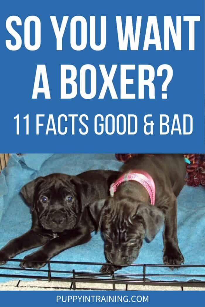 So You Want A Boxer - 11 Facts Good And Bad - Boxer puppies in a crate