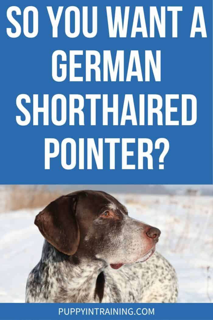 So You Want A German Shorthaired Pointer? - GSP in the snow staring to the right