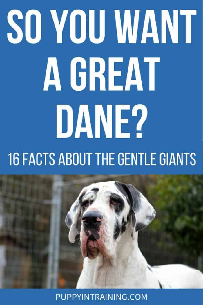 So You Want A Great Dane? - 16 Facts About The Gentle Giants - black and white Dane standing.