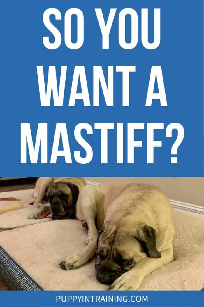 So You Want A Mastiff? - Two Mastiff's lying down on their doggy beds.