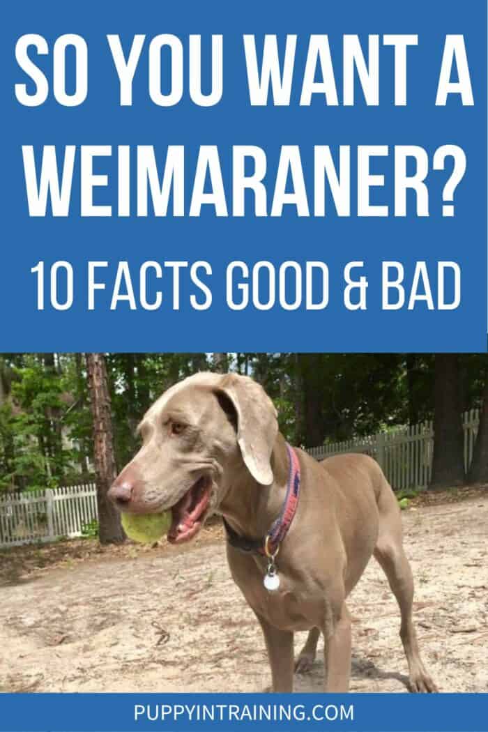 So You Want A Weimaraner? - 10 Facts Good & Bad - Weim carrying a tennis ball around the yard