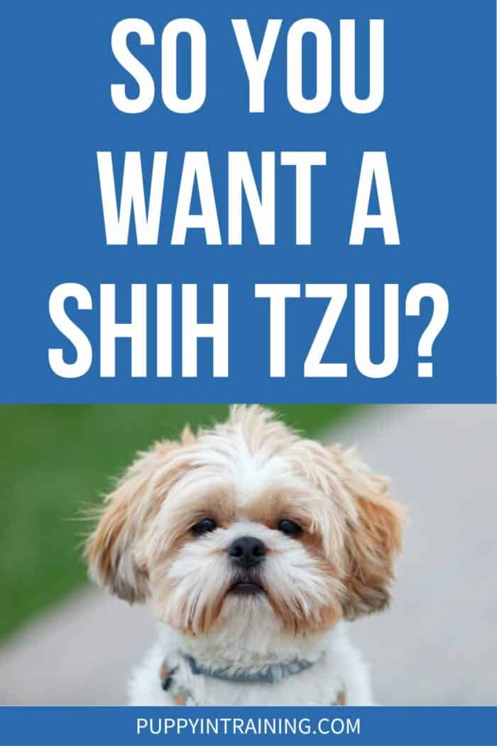 So You Want A Shih Tzu? - shih tzu staring back at the camera.