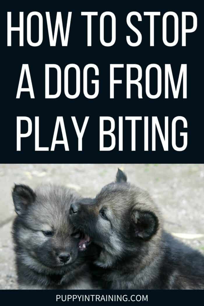 How To Stop A Dog From Play Biting -  puppy play biting with another puppy