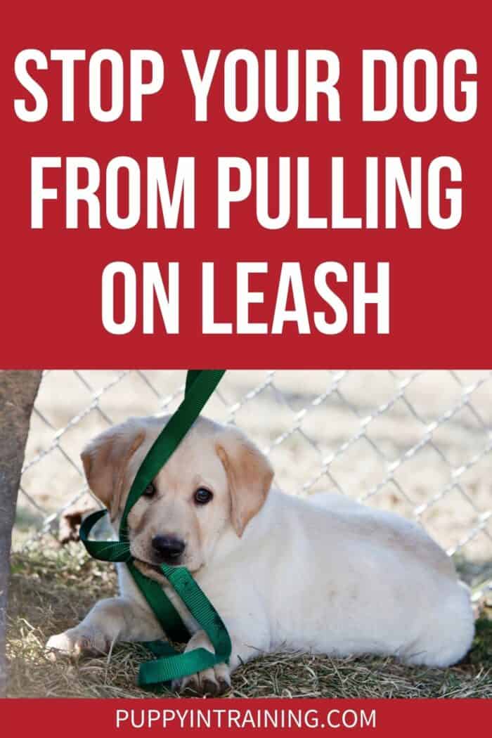 Stop Your Dog From Pulling On Leash - Yellow Lab puppy pulling leash with his mouth. Our guide on how to stop your dog from pulling on his leash.