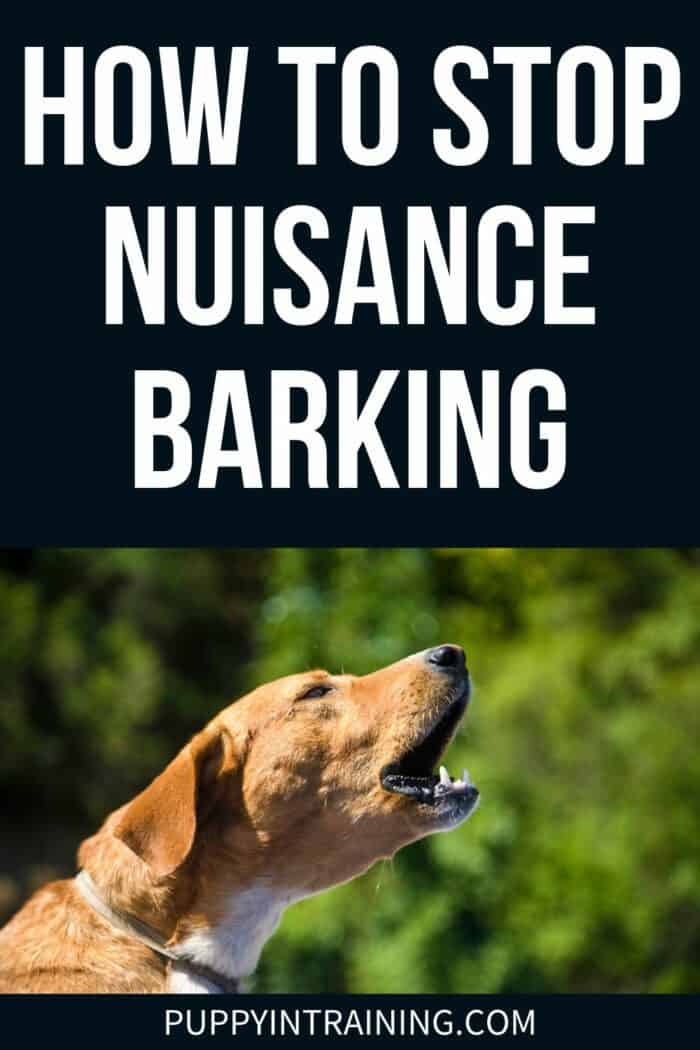 How To Stop Nuisance Barking - orange colored dog with yellow neck barking.