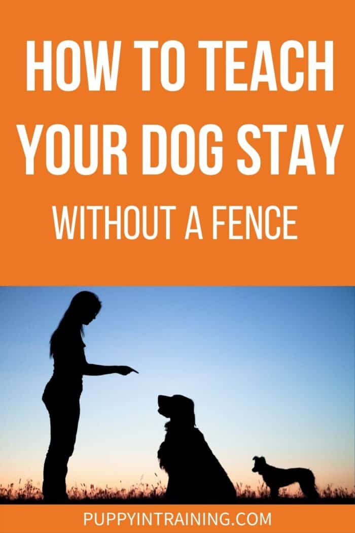 How To Teach Your Dog Stay Without A Fence - Silhouette of Owner and dog staying