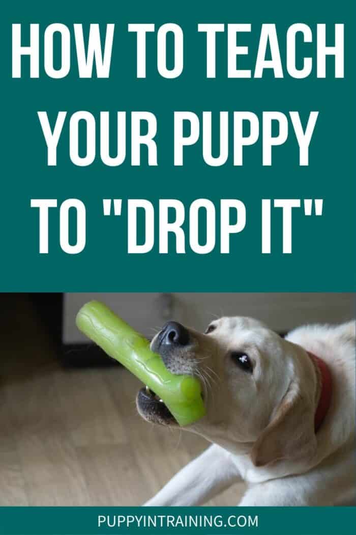 How To Teach Your Puppy To "Drop It" - Yellow Lab holding rubber toy in his mouth