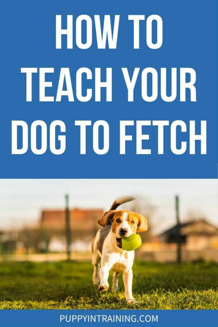 How To Teach Your Dog To Fetch - Dog fetching his toy in the grass