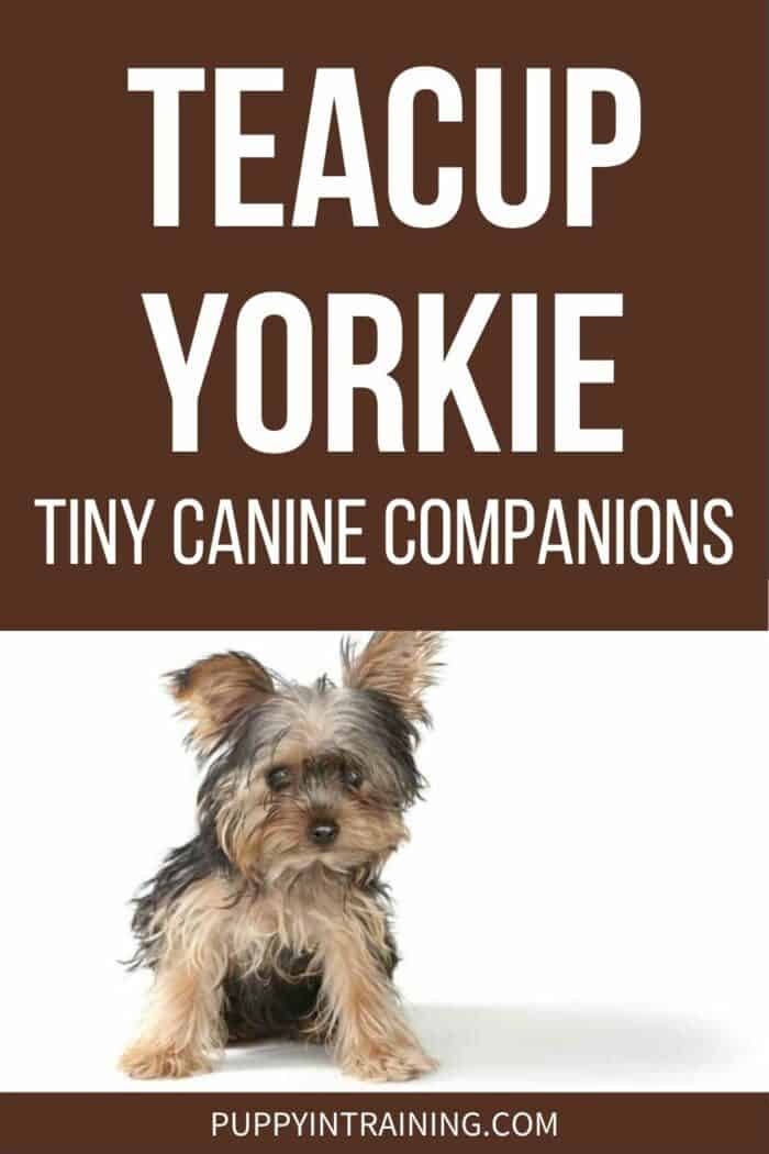 Teacup Yorkie - Tiny Canine Companions - Yorkie sitting on white background