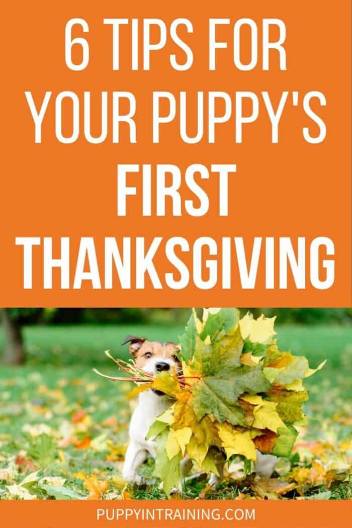 6 Tips For Your Puppy's First Thanksgiving - Puppy playing in the leaves