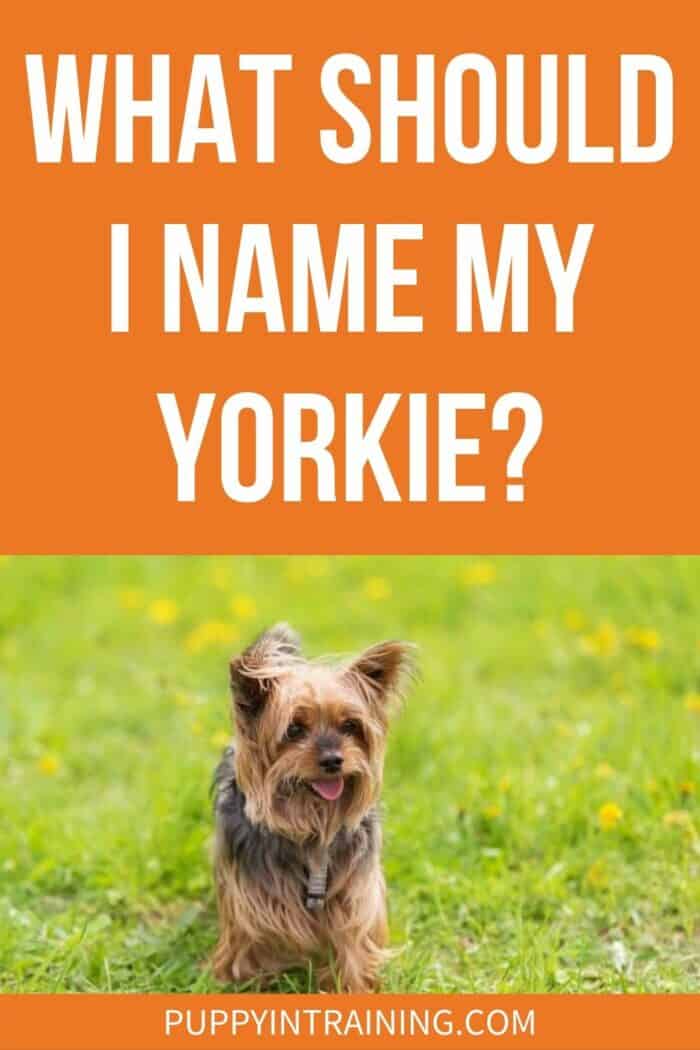 What Should I Name My Yorkie? - Yorkie standing in the grass