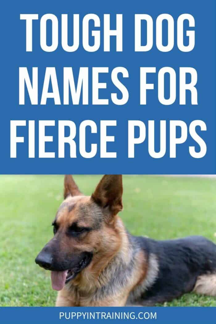 Tough Dog Names For Fierce Pups - German Shepherd down-stay in the grass.