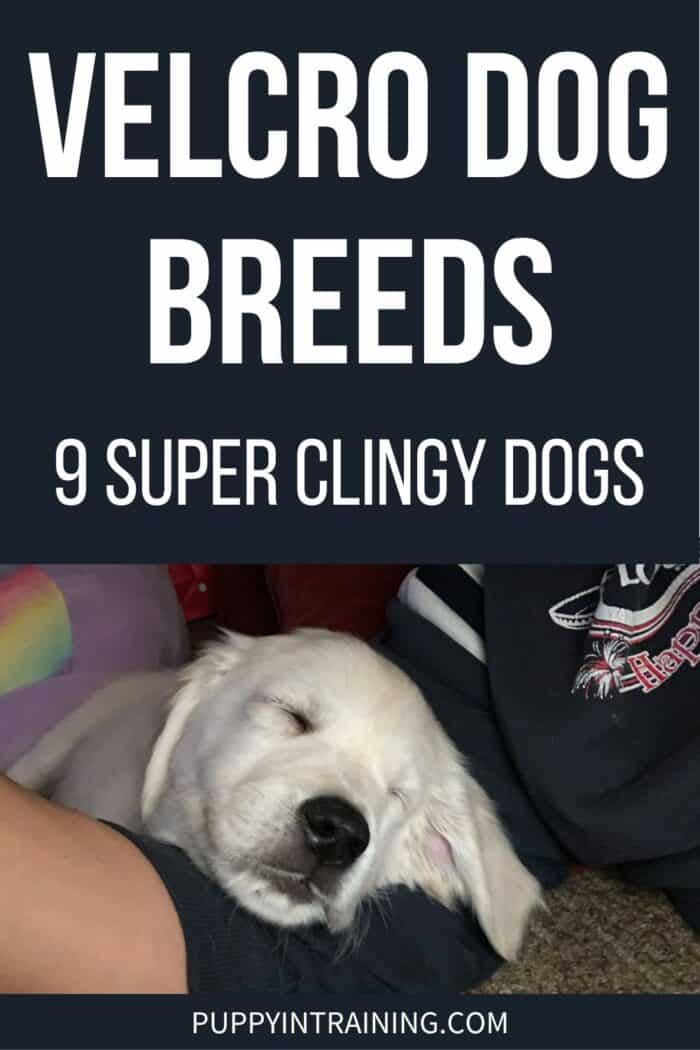 Velcro Dog Breeds - 9 Super Clingy Dogs - Golden puppy lying on doggy daddy