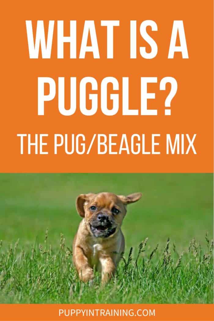 What Is A Puggle? The Pug/Beagle Mix - Puggle puppy running through the grass