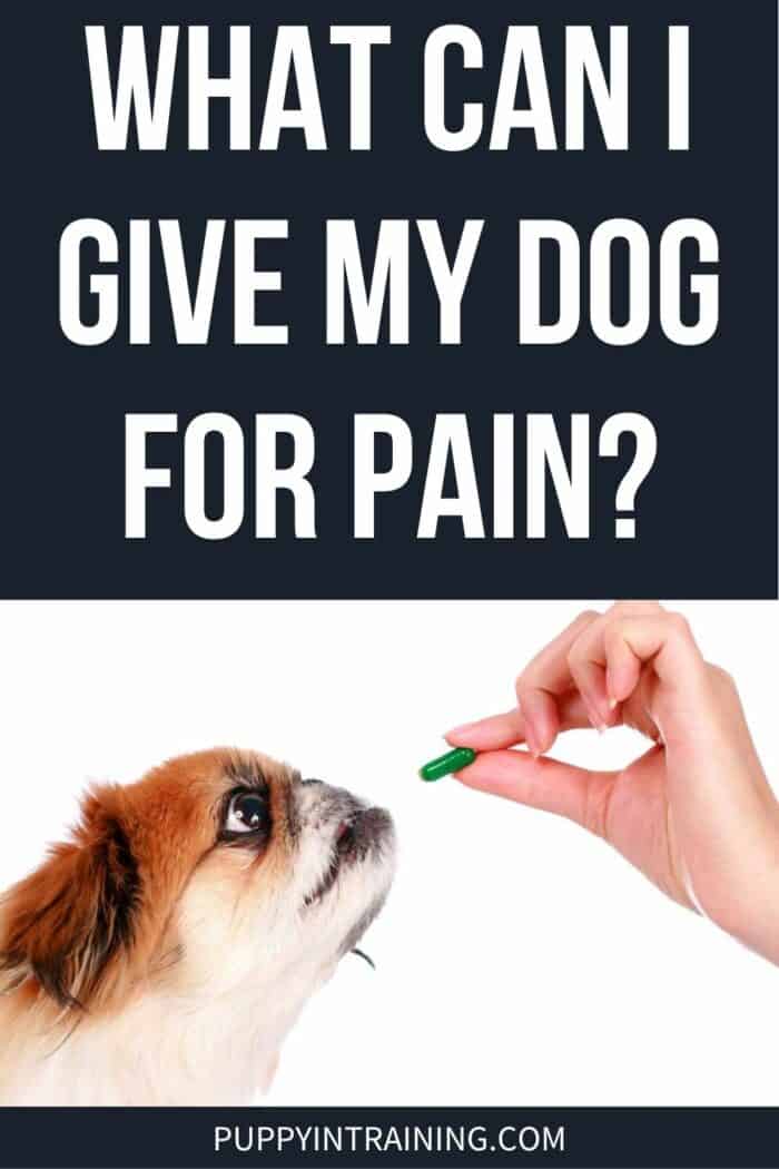 What Can I Give My Dog For Pain? - dog taking a pill from the hand.