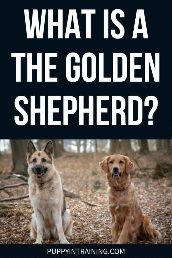 What Is A Golden Shepherd? - German Shepherd and Golden Retriever Mix