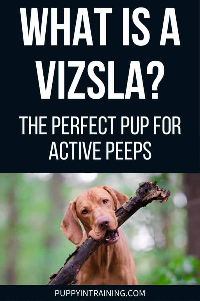 What Is A Vizsla? - Tåhe Perfect Pup For Active Peeps - holding a big stick