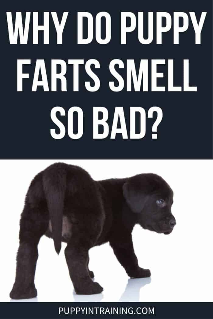 Why Do Puppy Farts Smell So Bad? - Black Lab puppy sticking her butt out at you