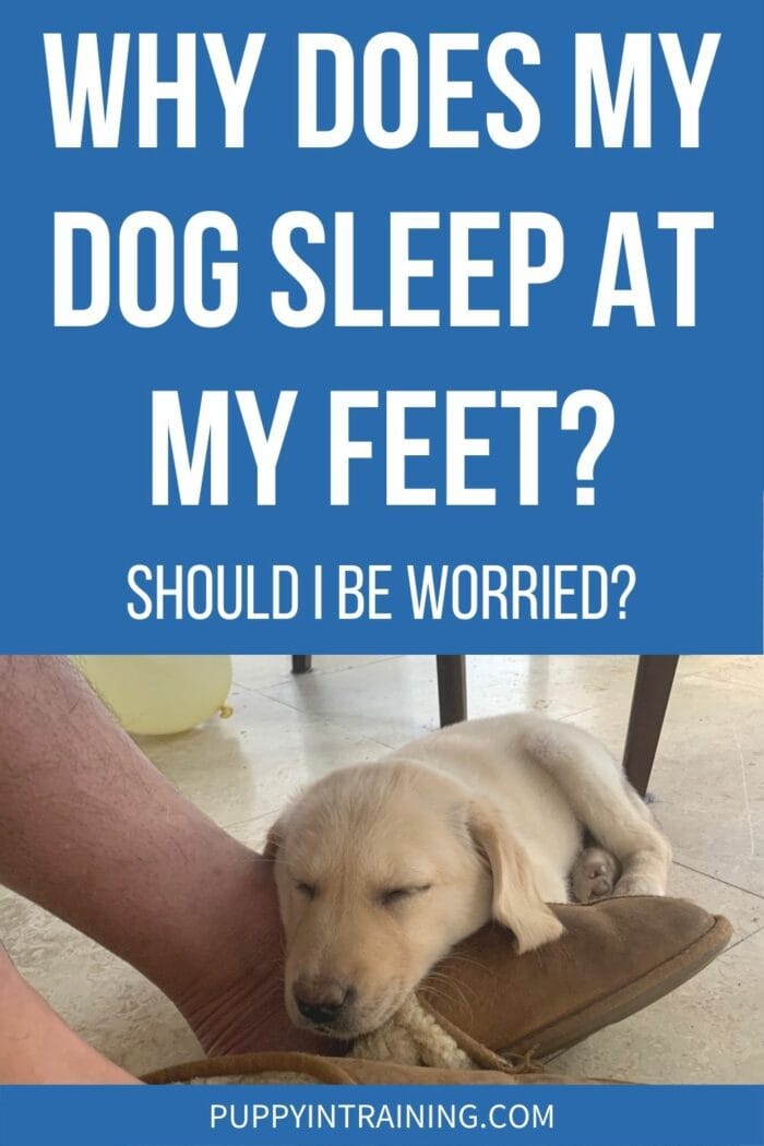 Why Do Dogs Sleep At Your Feet - Should I Be Worried? - Puppy sleeping on my feet under the table.