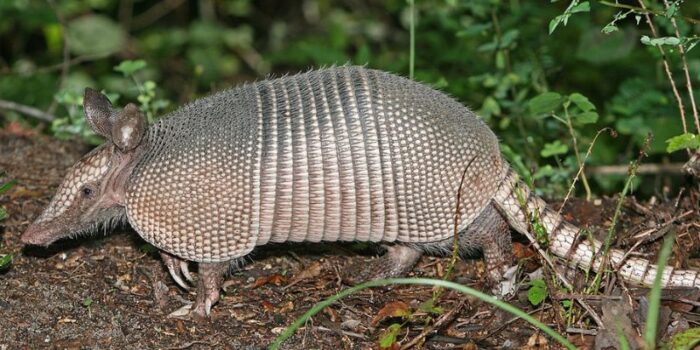 Armadillo Twins